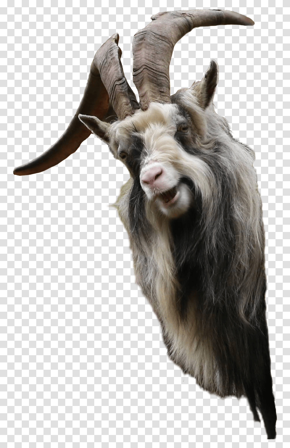 Clip Art Funny Looking Goat Goat Funny, Mammal, Animal, Mountain Goat, Wildlife Transparent Png