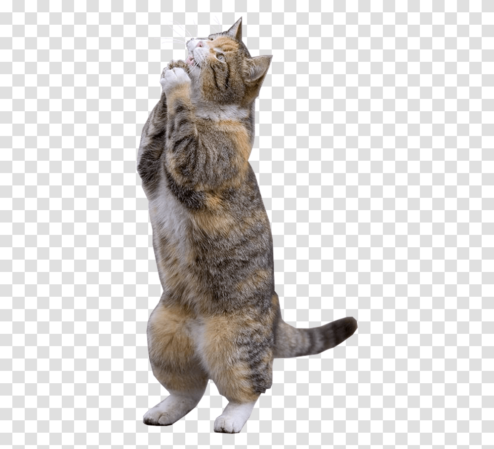 Clip Art Gato Assustado Pleading Cat, Pet, Mammal, Animal, Rabbit Transparent Png