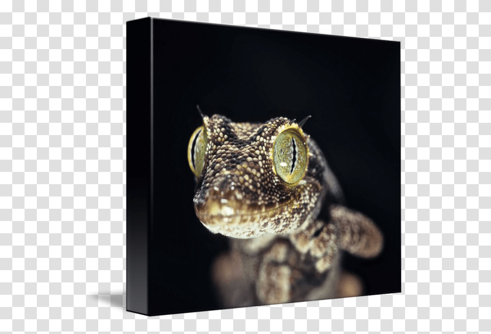 Clip Art Gecko Eye Gecko, Lizard, Reptile, Animal, Snake Transparent Png