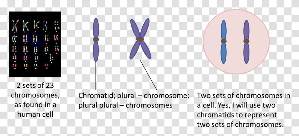 Clip Art Genetics Viirulentscience Two Sets Chromosomes, Flower, Plant, Blossom Transparent Png