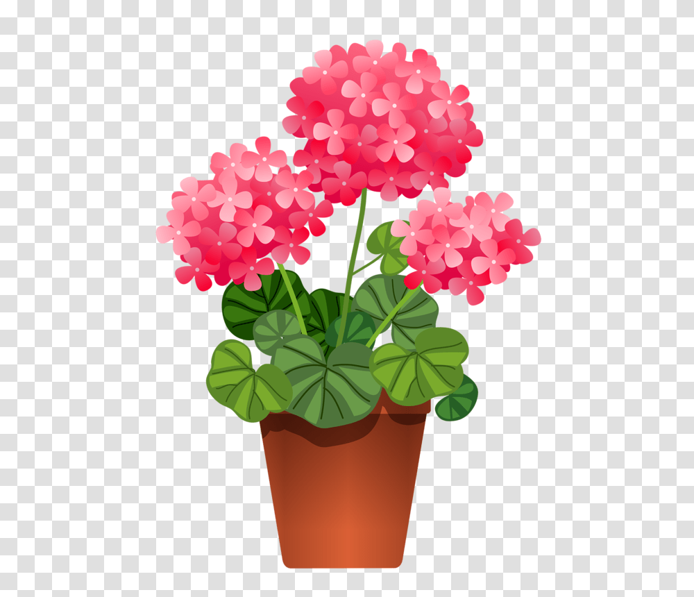 Clip Art, Geranium, Flower, Plant, Blossom Transparent Png