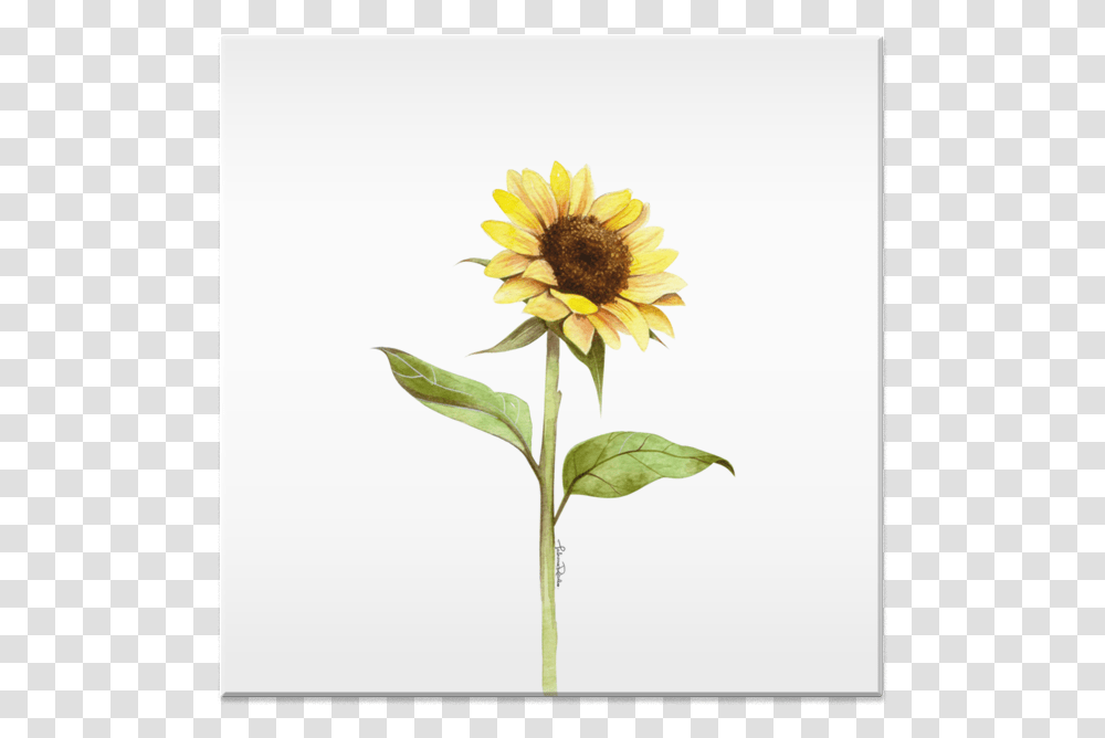 Clip Art Girassol Aquarela Sunflower, Plant, Blossom Transparent Png