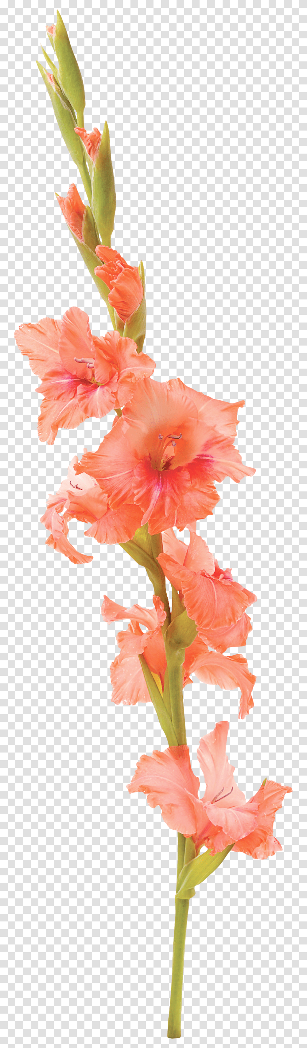 Clip Art Gladiolus Flower Tattoo Watercolor Gladiolus Flower Tattoo, Plant, Blossom, Hibiscus, Amaryllis Transparent Png