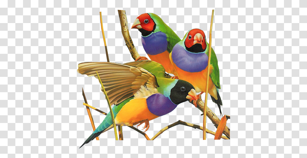 Clip Art Graphics, Bird, Animal, Finch, Beak Transparent Png
