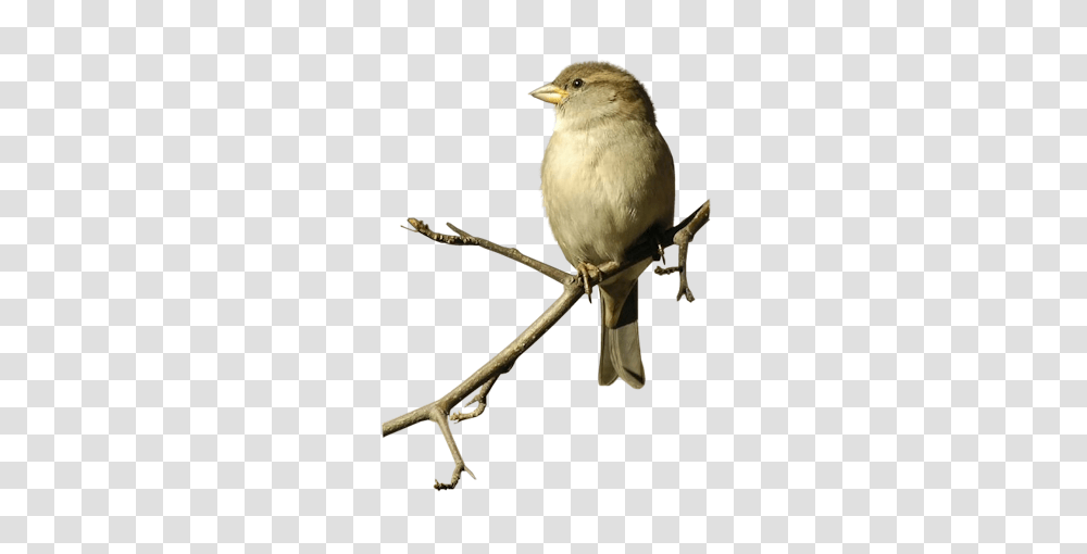 Clip Art Graphics, Bird, Animal, Finch, Sparrow Transparent Png