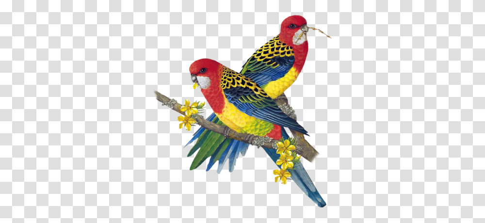 Clip Art Graphics, Bird, Animal, Parrot, Parakeet Transparent Png
