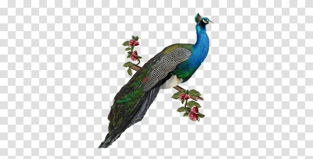 Clip Art Graphics, Bird, Animal, Peacock Transparent Png
