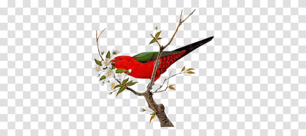 Clip Art Graphics Bird On The Flower, Animal, Parrot, Cardinal Transparent Png