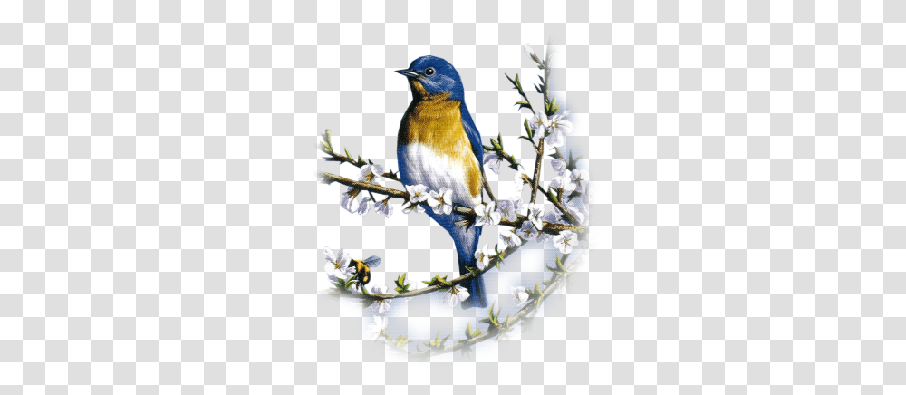 Clip Art Graphics, Bluebird, Animal, Jay, Blue Jay Transparent Png