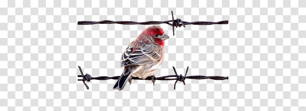 Clip Art Graphics, Finch, Bird, Animal, Beak Transparent Png