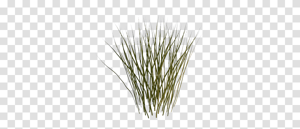 Clip Art Graphics, Grass, Plant, Lawn, Agropyron Transparent Png