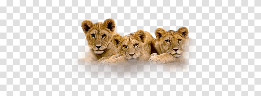 Clip Art Graphics Lion Cubs, Wildlife, Animal, Mammal, Cheetah Transparent Png