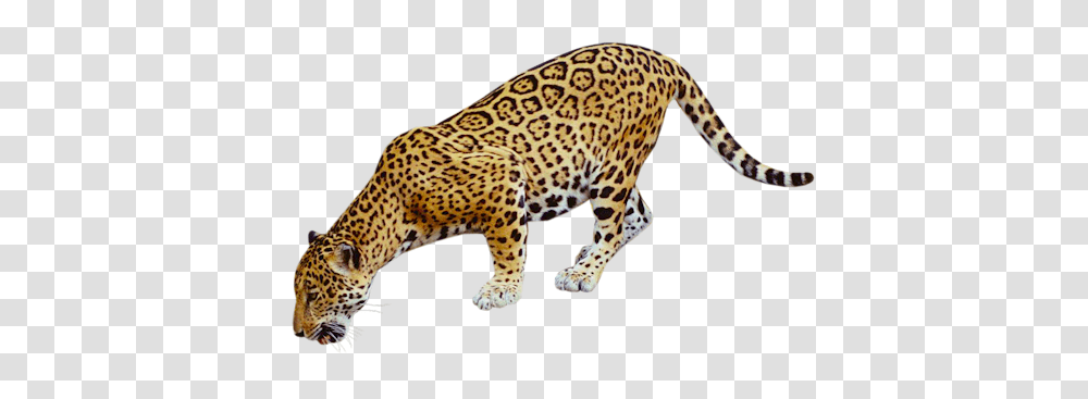 Clip Art Graphics, Panther, Wildlife, Mammal, Animal Transparent Png