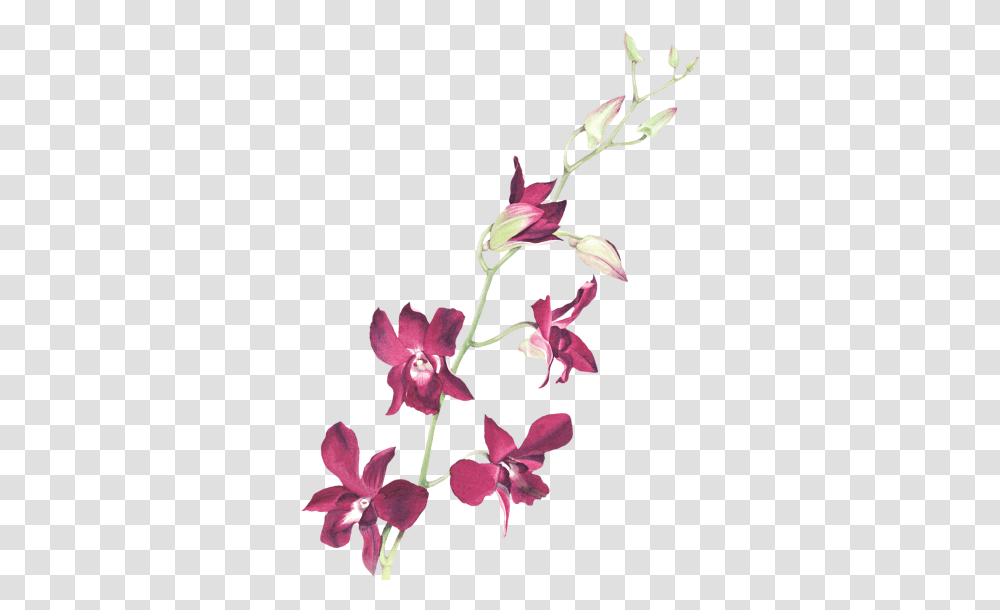 Clip Art Graphics, Plant, Flower, Blossom, Orchid Transparent Png