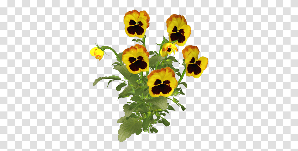 Clip Art Graphics Yellow Pansies, Plant, Pansy, Flower, Blossom Transparent Png