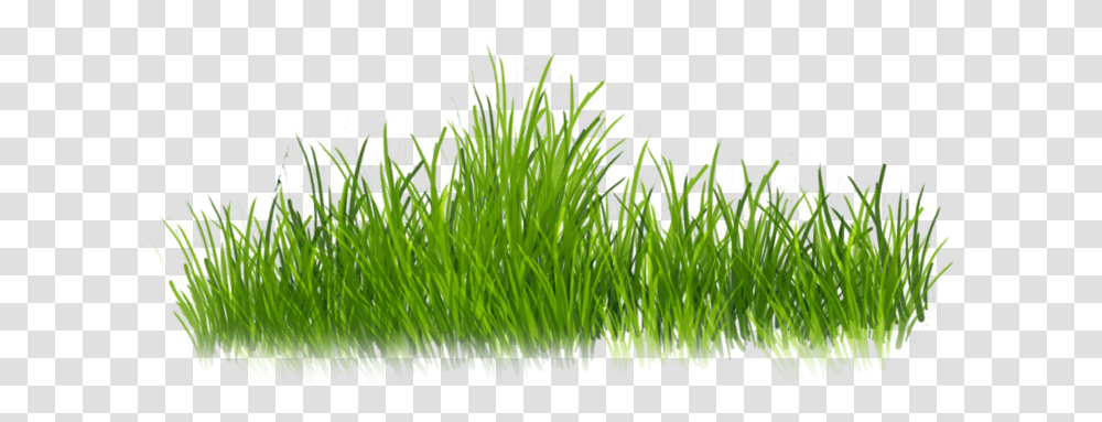 Clip Art Grass For Photoshop Grass Stickers For Editing, Plant, Lawn, Agropyron Transparent Png