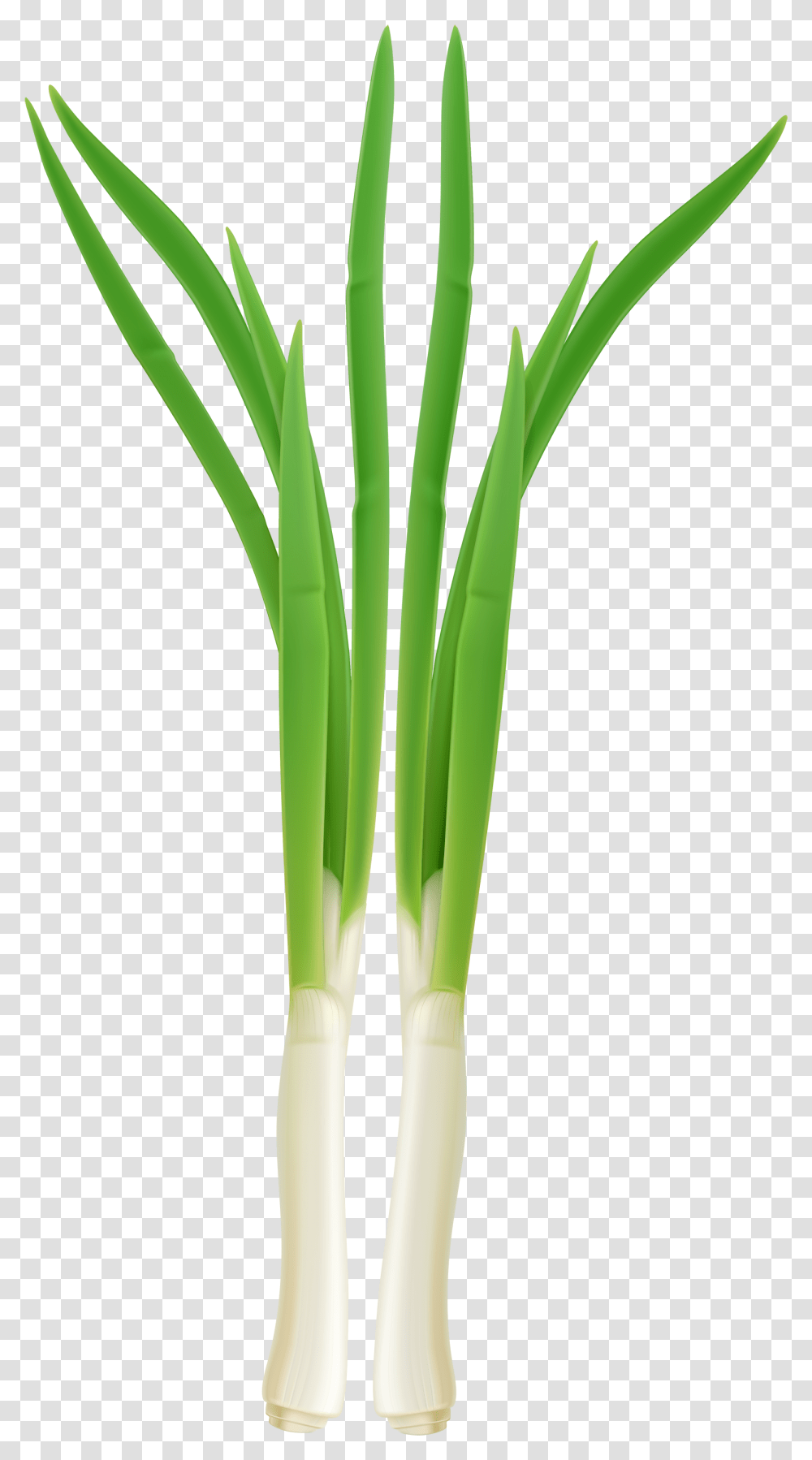 Clip Art Green Onion Clipart Clip Art, Plant, Vegetable, Food, Produce Transparent Png