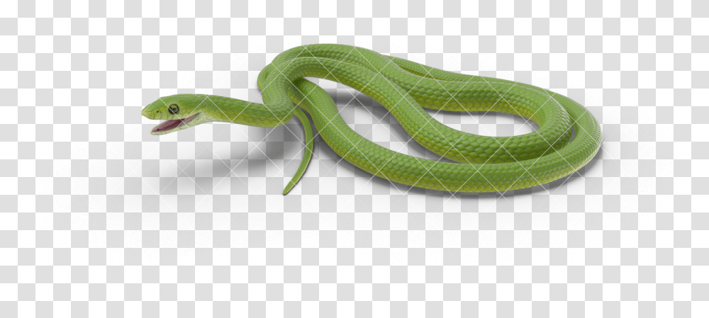 Clip Art Green Rat Snake Smooth Greensnake, Reptile, Animal, Green Snake, Lizard Transparent Png
