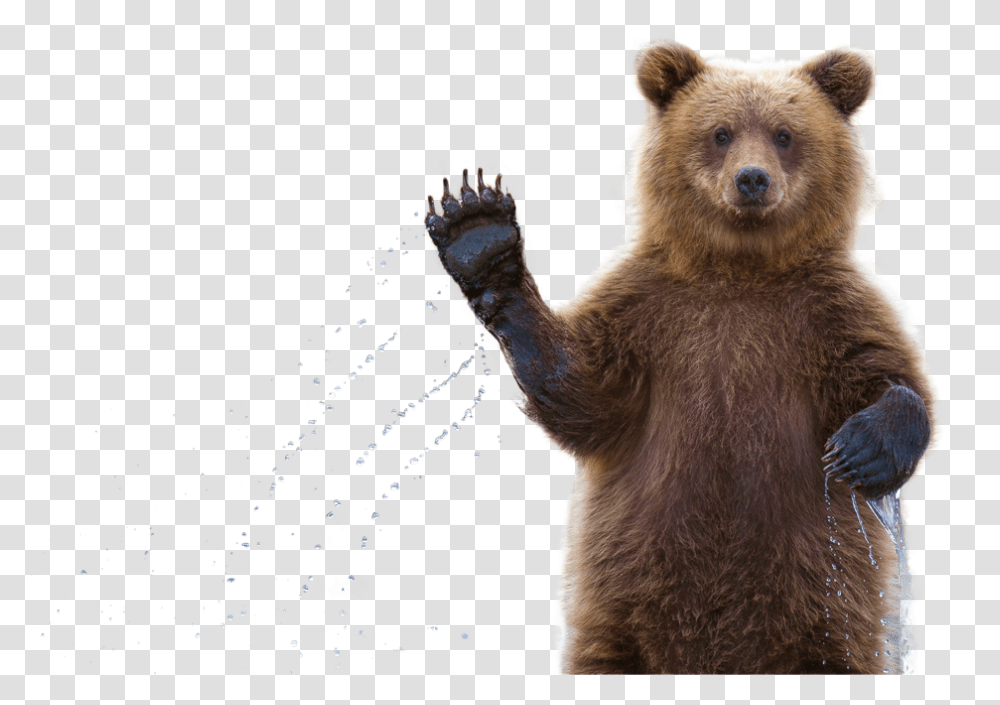 Clip Art Grizzly Bear Waving Bear Waving Background, Wildlife, Mammal, Animal, Brown Bear Transparent Png