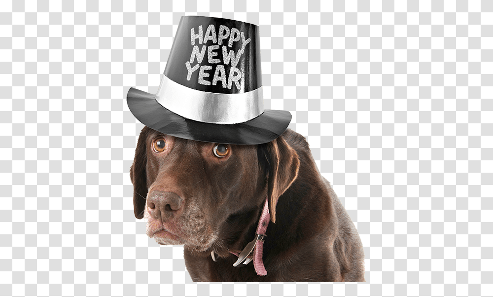 Clip Art Happy New Year Pets New Years Eve Dog, Apparel, Hat, Person Transparent Png