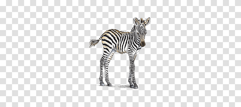 Clip Art Home Header Zebra Petaluma Baby Zebra Background, Wildlife, Mammal, Animal Transparent Png