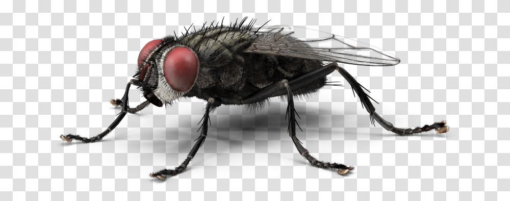 Clip Art Housefly Insect Green Bottle Housefly, Invertebrate, Animal, Asilidae, Spider Transparent Png
