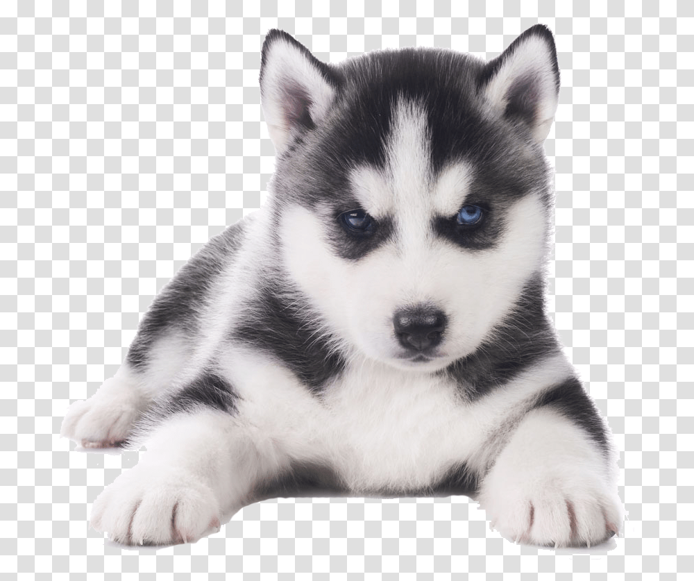 Clip Art Husky Pug Husky, Dog, Pet, Canine, Animal Transparent Png