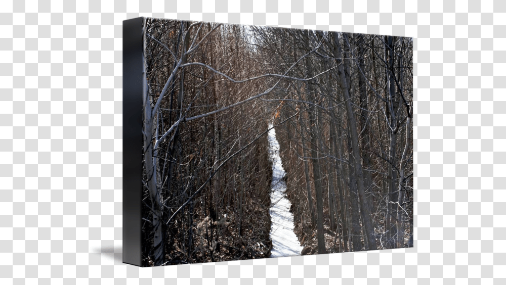 Clip Art Icy Forest Canoe Birch, Tree, Plant, Outdoors, Ditch Transparent Png