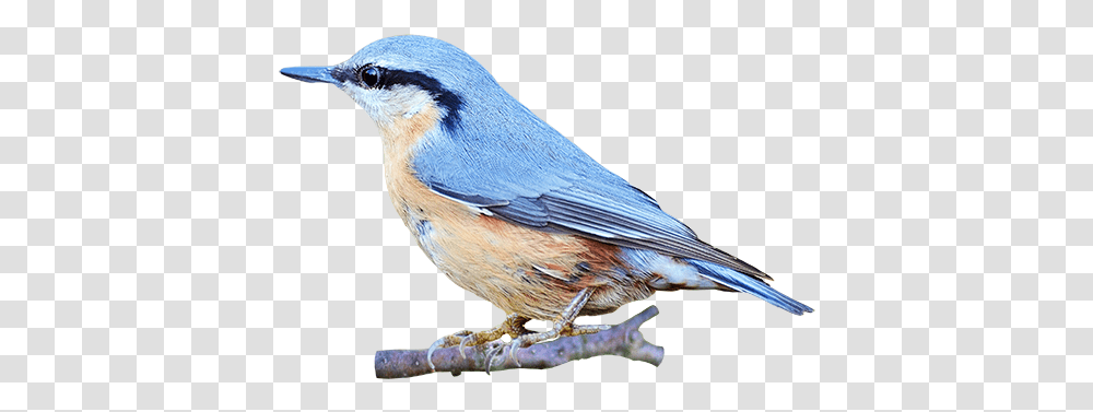 Clip Art Image Bird Gif Animated Gif Gif Bird A Background, Animal, Bluebird, Jay, Blue Jay Transparent Png