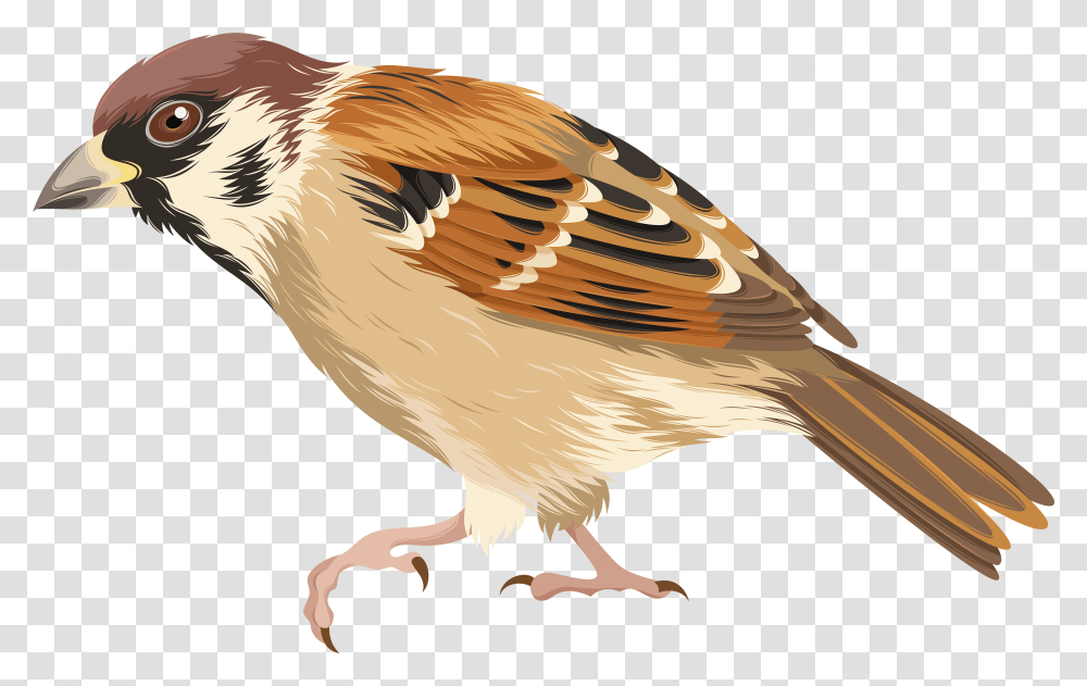 Clip Art Image Clip Art Of Sparrow, Bird, Animal, Finch, Anthus Transparent Png