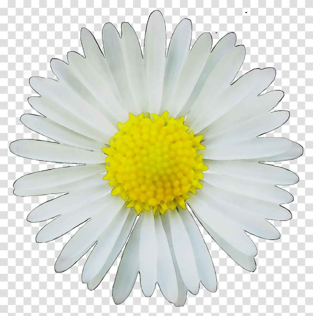 Clip Art Image Common Daisy Drawing Portable Network Flower Daisy Vectors, Plant, Daisies Transparent Png