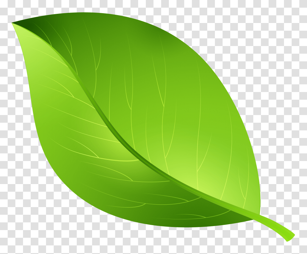 Clip Art Image Green Background, Leaf, Plant, Veins, Photography Transparent Png