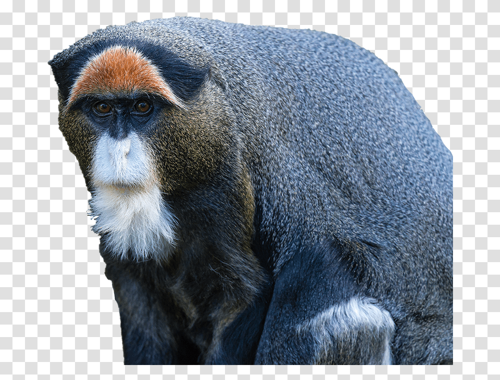 Clip Art Image Monkey De Brazza's Monkey, Wildlife, Mammal, Animal, Baboon Transparent Png