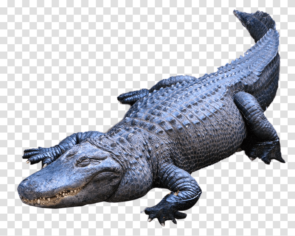Clip Art Image Of Alligator, Crocodile, Reptile, Animal, Person Transparent Png