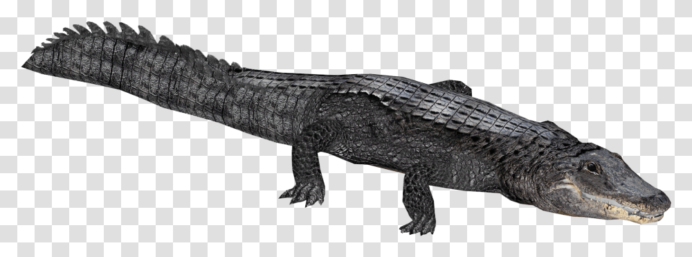 Clip Art Image Of Alligator Zoo Tycoon 2 Crocodile, Lizard, Reptile, Animal Transparent Png