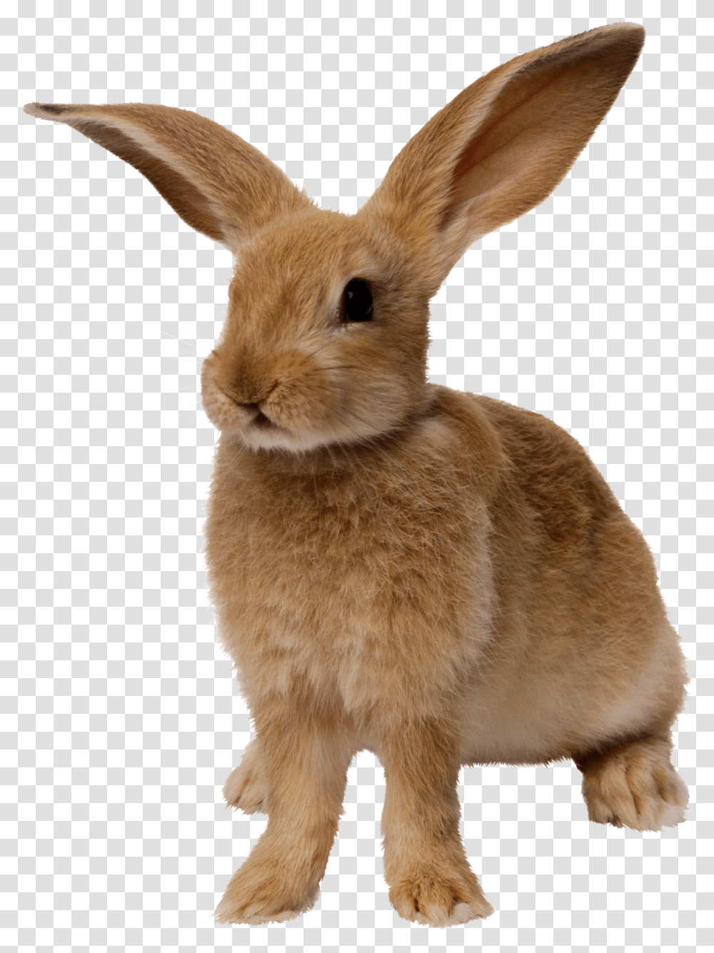 Clip Art Imagens Da Pascoa Para Rabbit, Rodent, Mammal, Animal, Hare Transparent Png