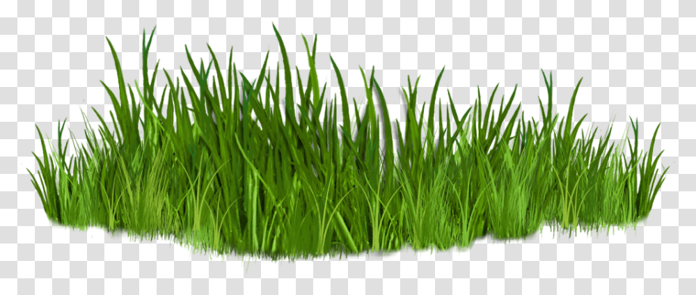 Clip Art Images Of Grasses 7 Pathways To Recovery, Plant, Lawn Transparent Png