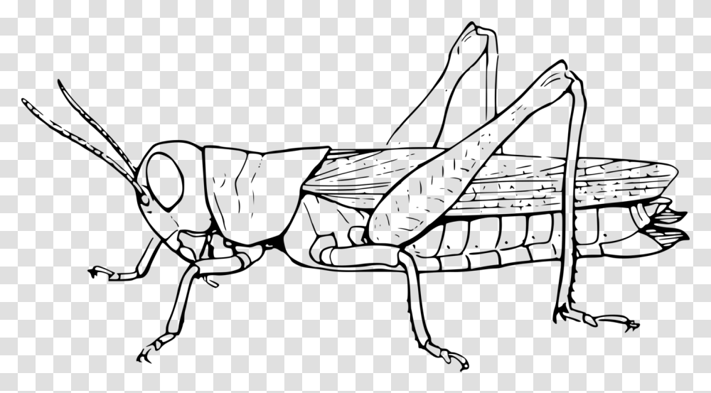 Clip Art Insect The Ant And Grasshopper Black And White, Gray, World Of Warcraft Transparent Png