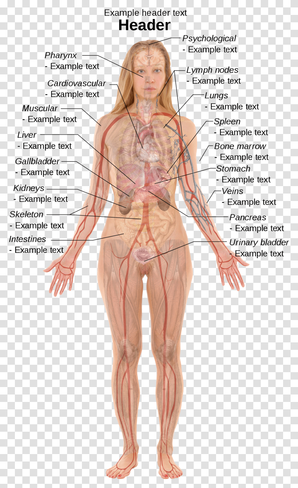 Clip Art Internal Body Parts Woman Human Body Anatomy, Person, Veins, Torso, Head Transparent Png