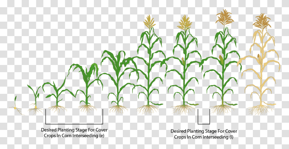 Clip Art Interseeding Covers Mastering Farming Corn Crop Stages Hd, Plant, Tree, Ornament, Conifer Transparent Png