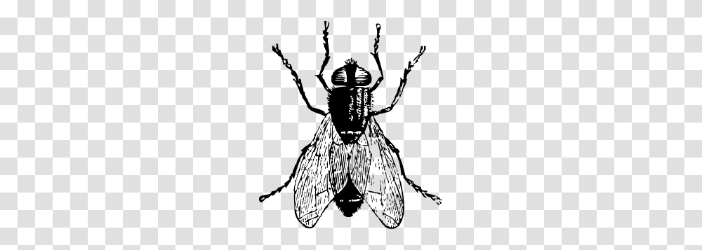 Clip Art Jewish, Insect, Invertebrate, Animal, Bow Transparent Png