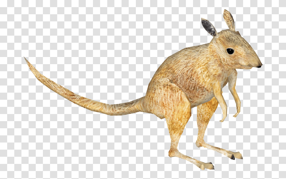 Clip Art Kangaroo Bat Desert Kangaroo Rat, Bird, Animal, Mammal, Wallaby Transparent Png