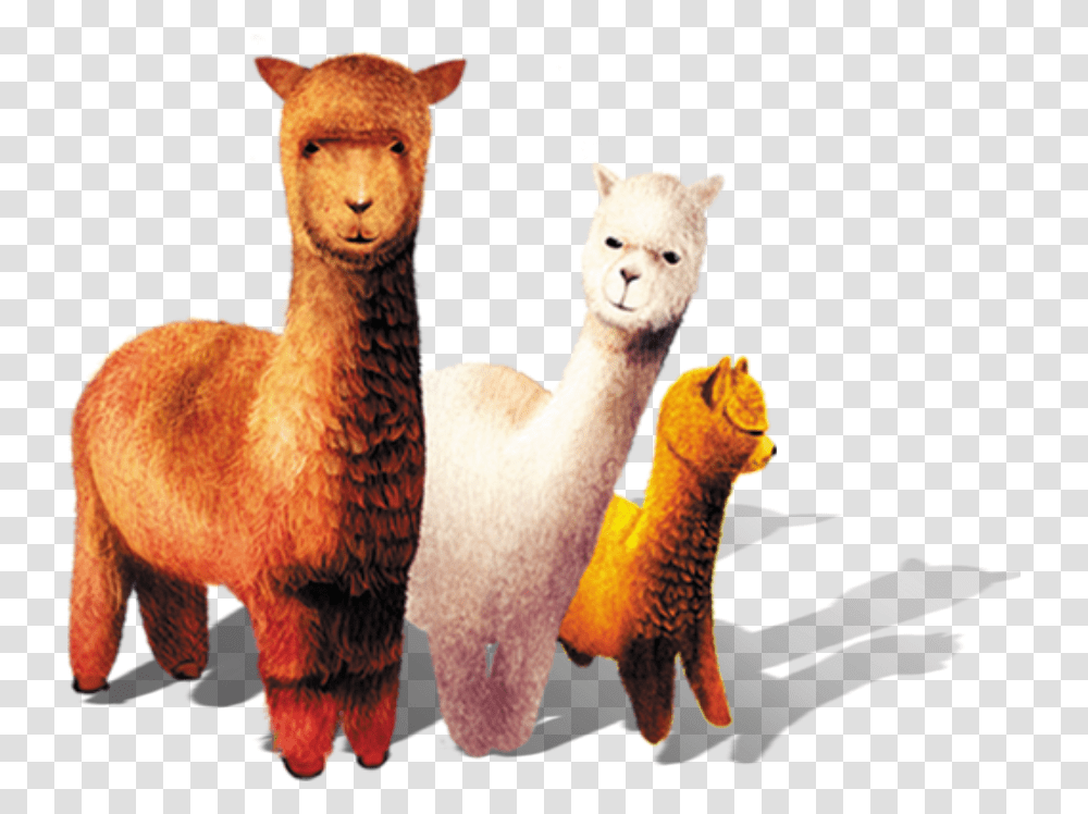 Clip Art La Llamas, Animal, Mammal, Alpaca Transparent Png