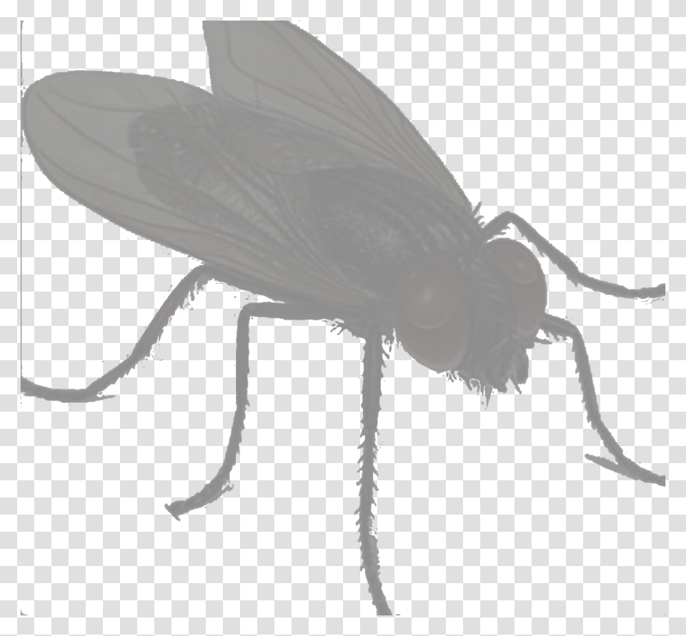 Clip Art Lalat, Insect, Invertebrate, Animal, Butterfly Transparent Png