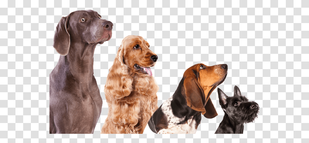 Clip Art Large Dogs List Of Book Dogs Background, Pet, Canine, Animal, Mammal Transparent Png