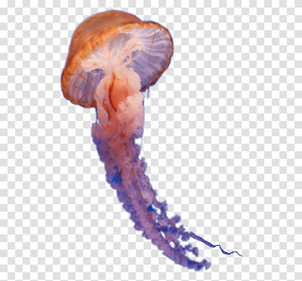 Clip Art Large Group Of Jellyfish Medusa Animal, Sea Life, Invertebrate Transparent Png