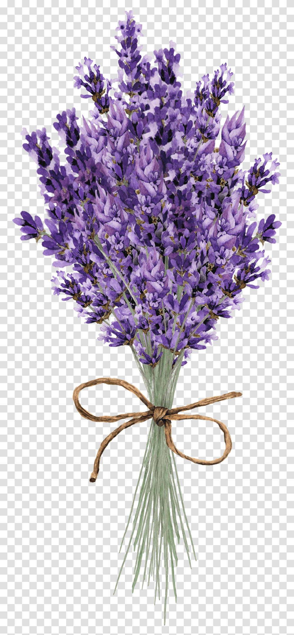 Clip Art Lavender Flower Lavender Flower Paintings, Plant, Blossom, Petal, Agapanthus Transparent Png