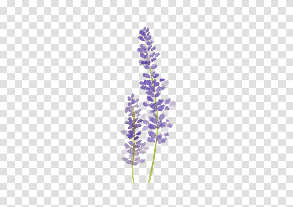 Clip Art Lavender Sprig, Plant, Flower, Blossom, Acanthaceae Transparent Png