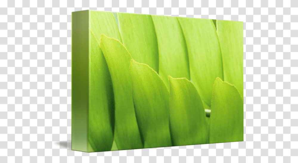 Clip Art Leaf Close Up Saba Banana, Plant, Green, Produce, Food Transparent Png