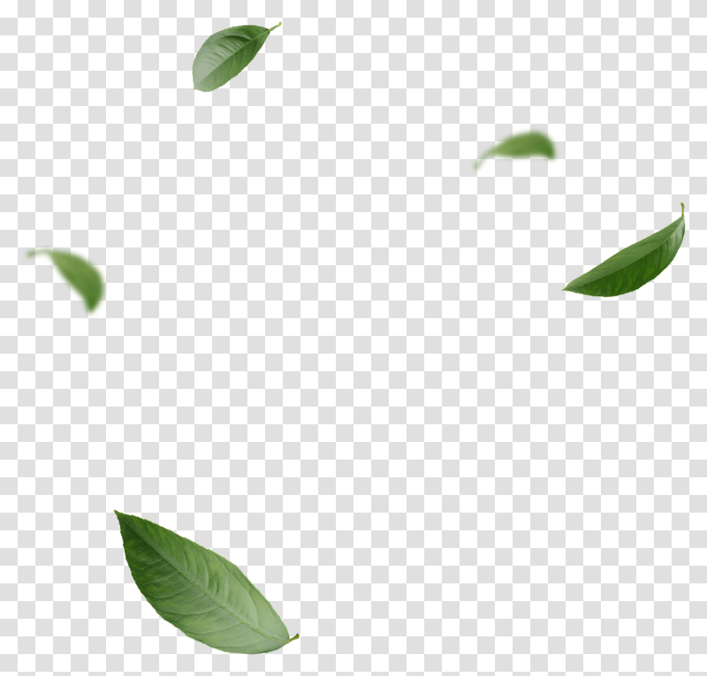 Clip Art, Leaf, Plant, Flower, Bud Transparent Png